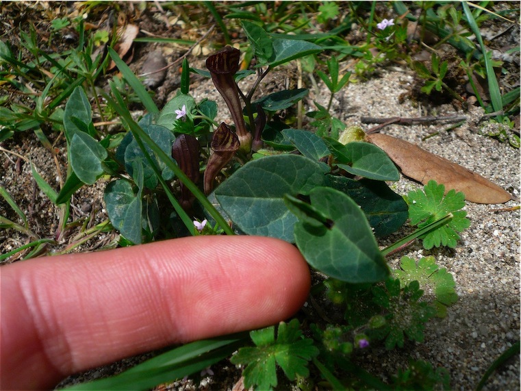 Aristolochia tyrrhena / Aristolochia pistolochia